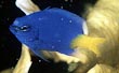 Azure Damsel Fish